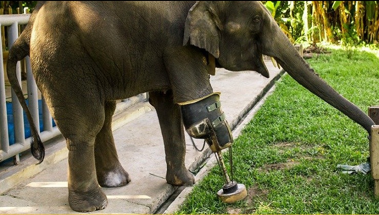 Meet Mosha, the first Elephant to receive a Prosthetic Leg