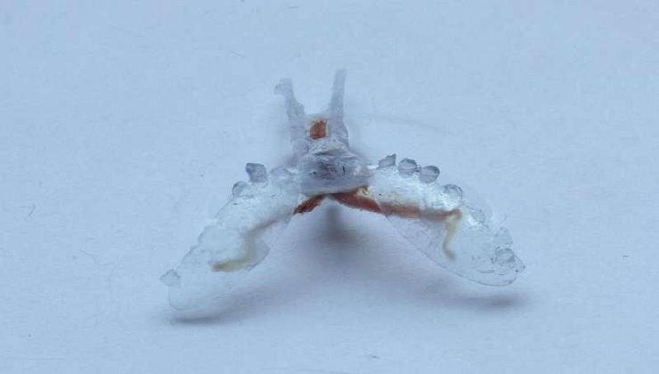 Researchers Build a crawling Robot from Sea Slug Parts and a 3-D Printed Body